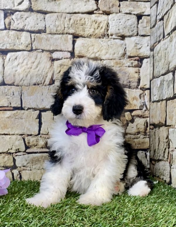 Photo of Ms. Sage the F1B Mini-Bernedoodle puppy