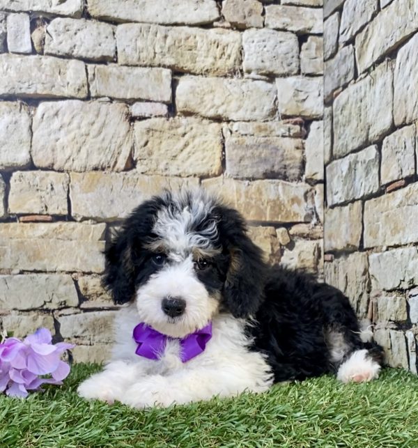 Photo of Ms. Sage the F1B Mini-Bernedoodle puppy