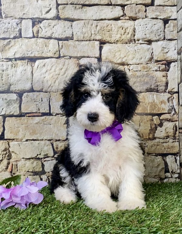 Photo of Ms. Sage the F1B Mini-Bernedoodle puppy