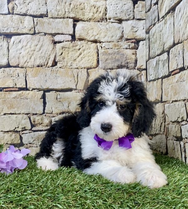 Photo of Ms. Sage the F1B Mini-Bernedoodle puppy