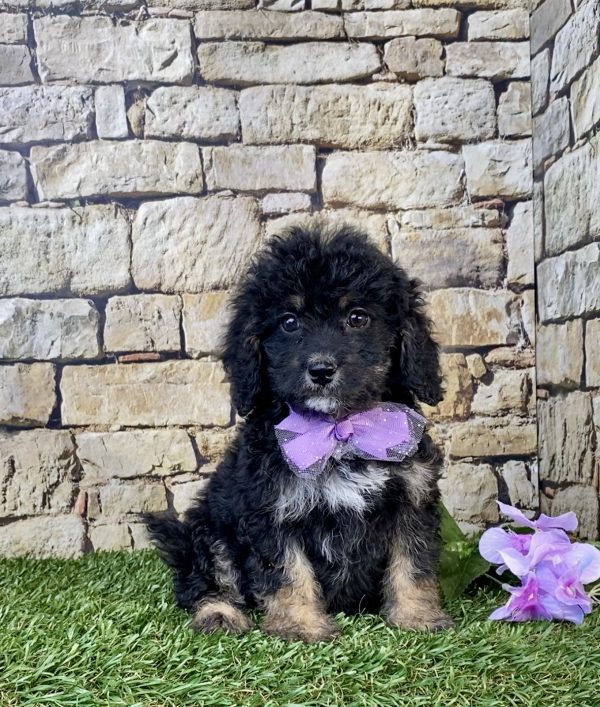 Ms. Skittles the F1B Mini-Bernedoodle puppy