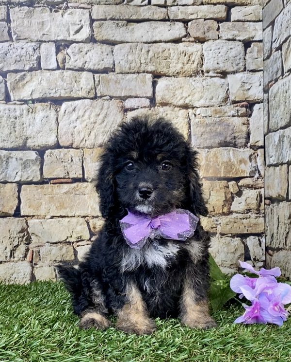 Photo of Ms. Skittles the F1B Mini-Bernedoodle puppy