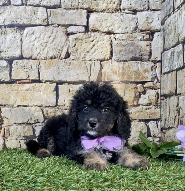 Photo of Ms. Skittles the F1B Mini-Bernedoodle puppy