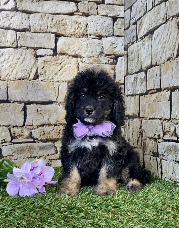 Photo of Ms. Skittles the F1B Mini-Bernedoodle puppy