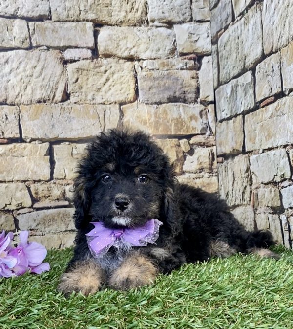 Photo of Ms. Skittles the F1B Mini-Bernedoodle puppy