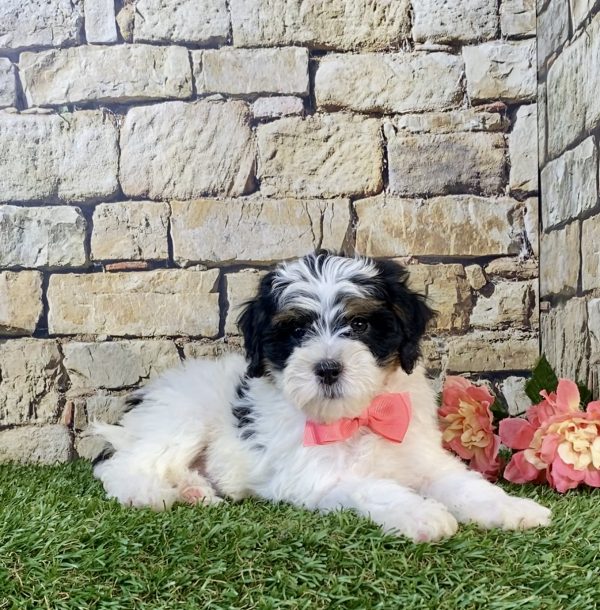 Photo of Ms. Skye the F1B Mini-Bernedoodle puppy