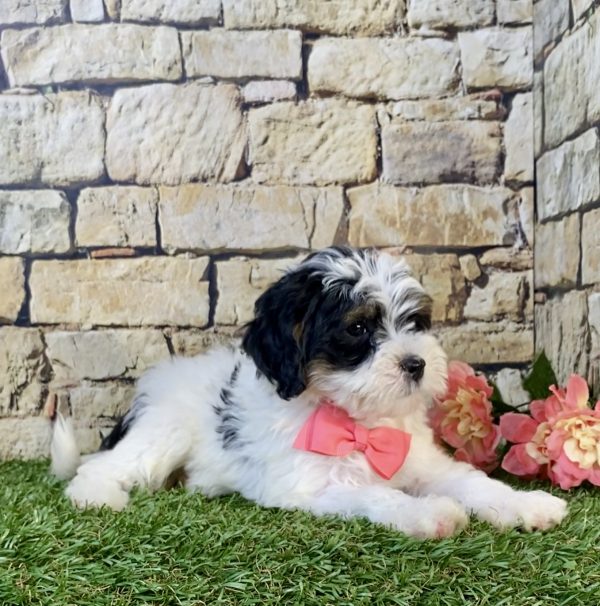 Photo of Ms. Skye the F1B Mini-Bernedoodle puppy