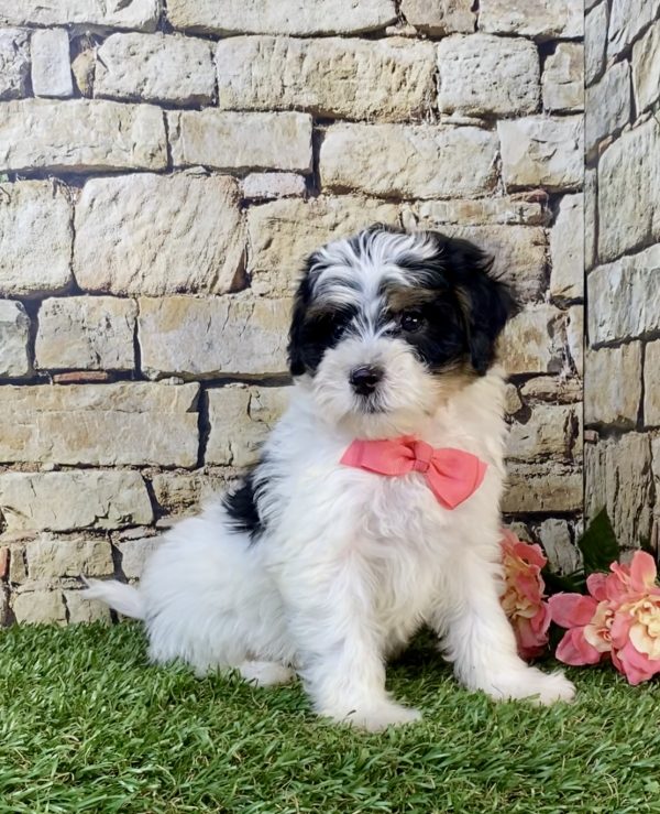 Photo of Ms. Skye the F1B Mini-Bernedoodle puppy