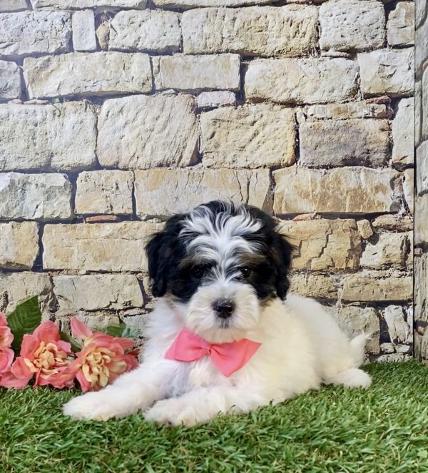 Photo of Ms. Skye the F1B Mini-Bernedoodle puppy