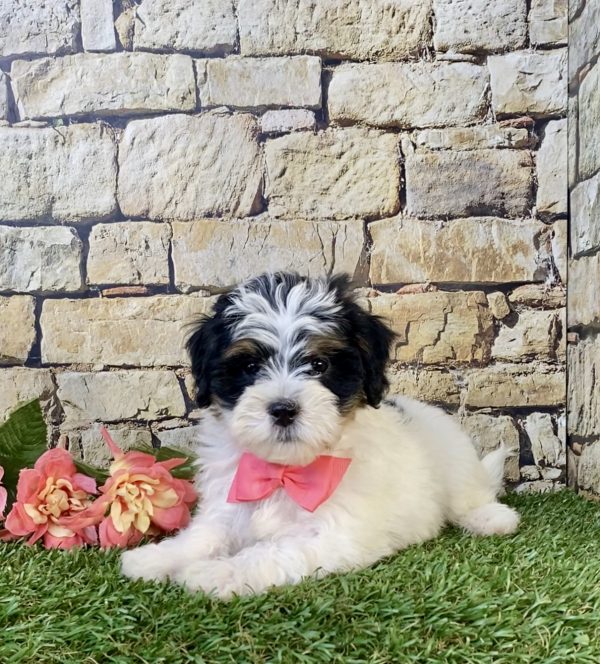 Ms. Skye the F1B Mini-Bernedoodle puppy