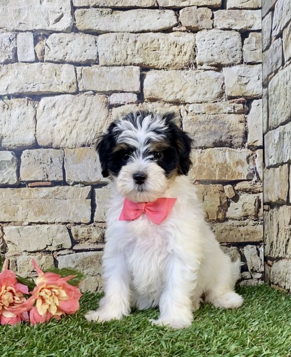 Photo of Ms. Skye the F1B Mini-Bernedoodle puppy