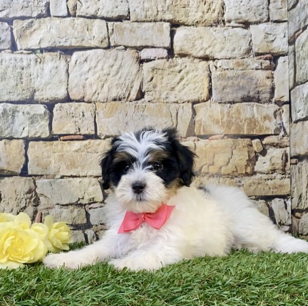 Photo of Ms. Skye the F1B Mini-Bernedoodle puppy