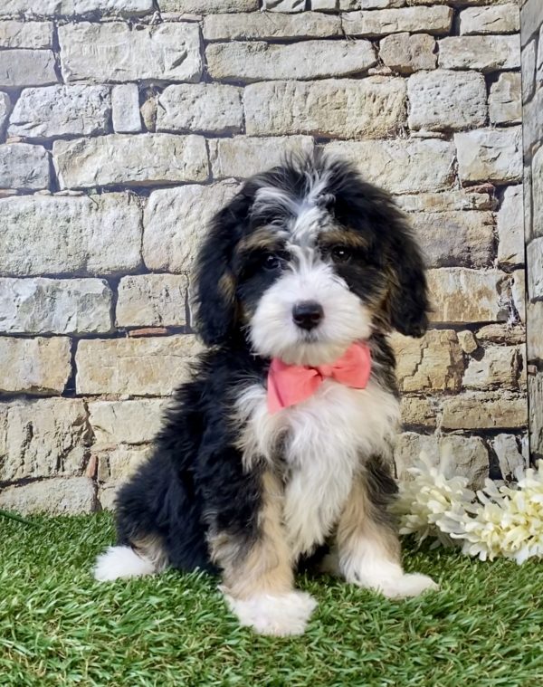 Photo of Ms. Snickers the F1B Mini-Bernedoodle puppy