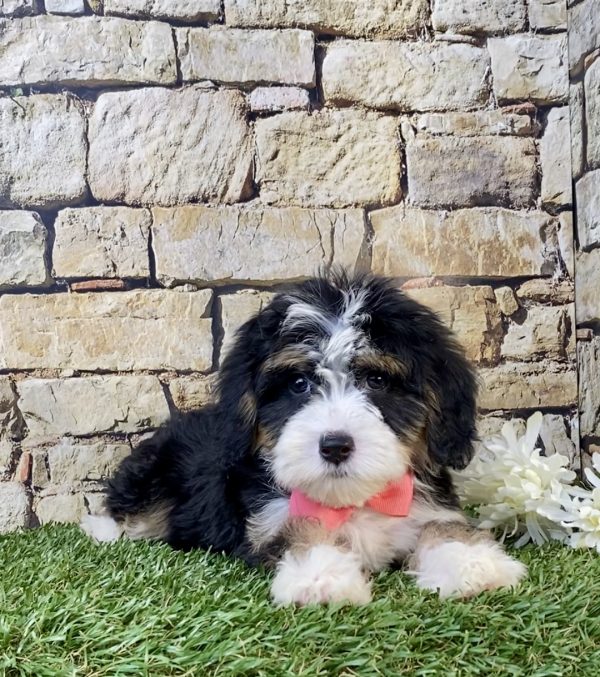 Photo of Ms. Snickers the F1B Mini-Bernedoodle puppy