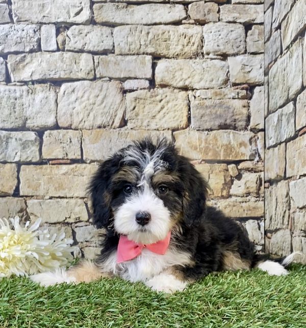 Photo of Ms. Snickers the F1B Mini-Bernedoodle puppy