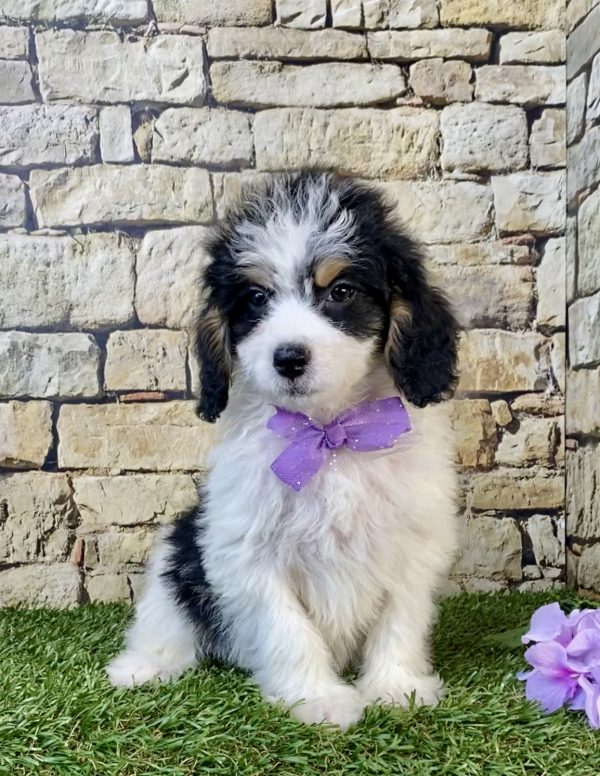 Photo of Ms. Stella the F1B Mini-Bernedoodle puppy