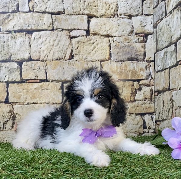 Photo of Ms. Stella the F1B Mini-Bernedoodle puppy