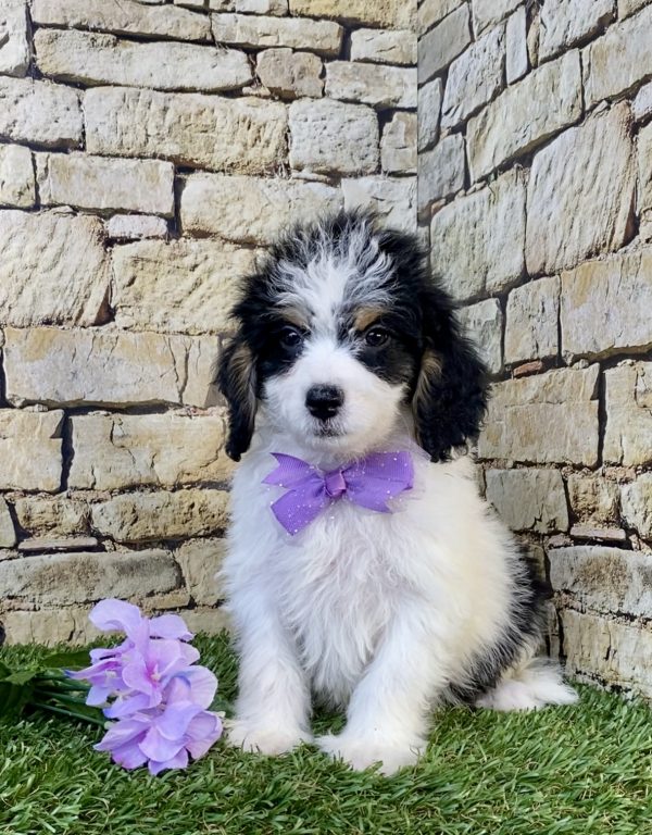 Photo of Ms. Stella the F1B Mini-Bernedoodle puppy