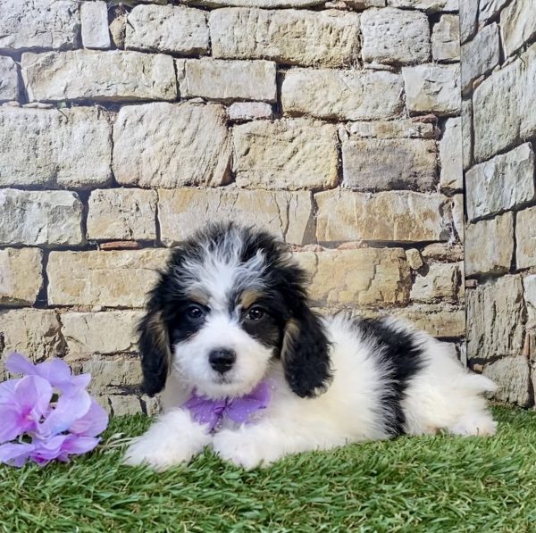 Photo of Ms. Stella the F1B Mini-Bernedoodle puppy