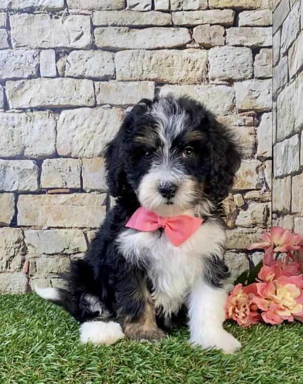 Ms. Sue the F1B Mini-Bernedoodle puppy