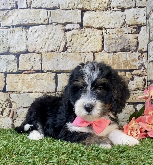 Photo of Ms. Sue the F1B Mini-Bernedoodle puppy