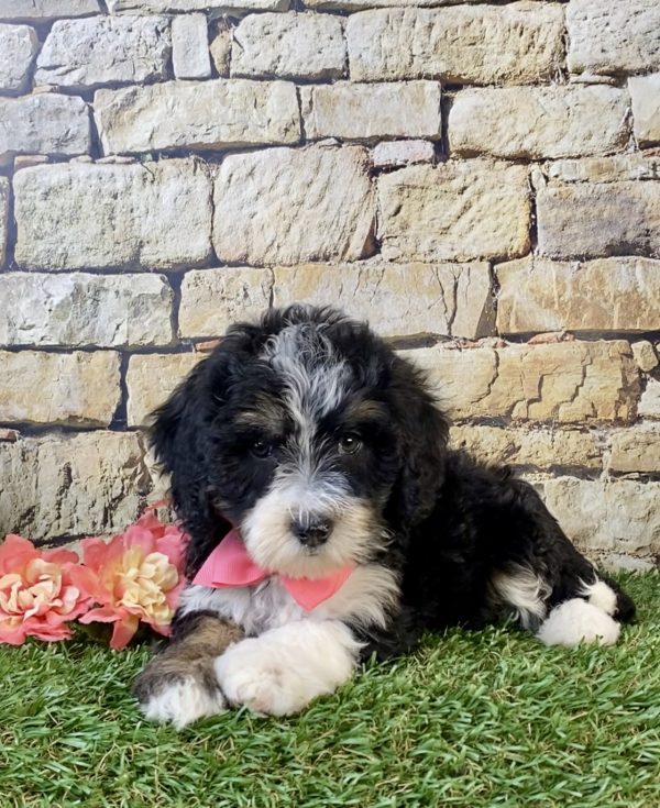 Photo of Ms. Sue the F1B Mini-Bernedoodle puppy