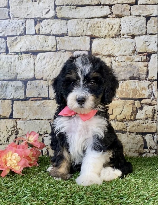 Photo of Ms. Sue the F1B Mini-Bernedoodle puppy
