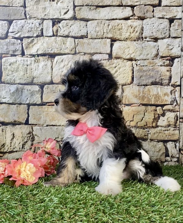 Photo of Ms. Sue the F1B Mini-Bernedoodle puppy