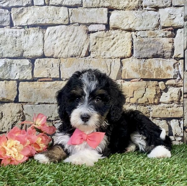 Photo of Ms. Sue the F1B Mini-Bernedoodle puppy