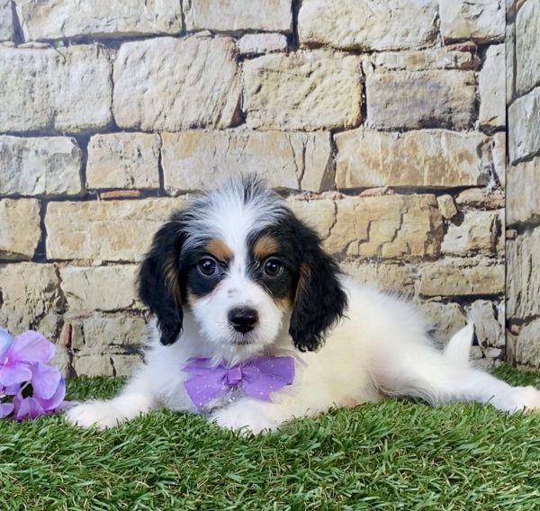 Photo of Ms. Sugar the F1B Mini-Bernedoodle puppy