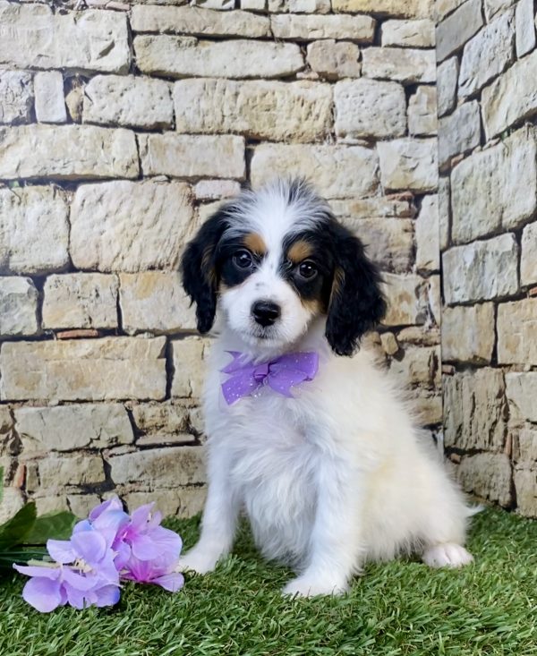 Photo of Ms. Sugar the F1B Mini-Bernedoodle puppy