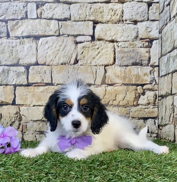 Photo of Ms. Sugar the F1B Mini-Bernedoodle puppy