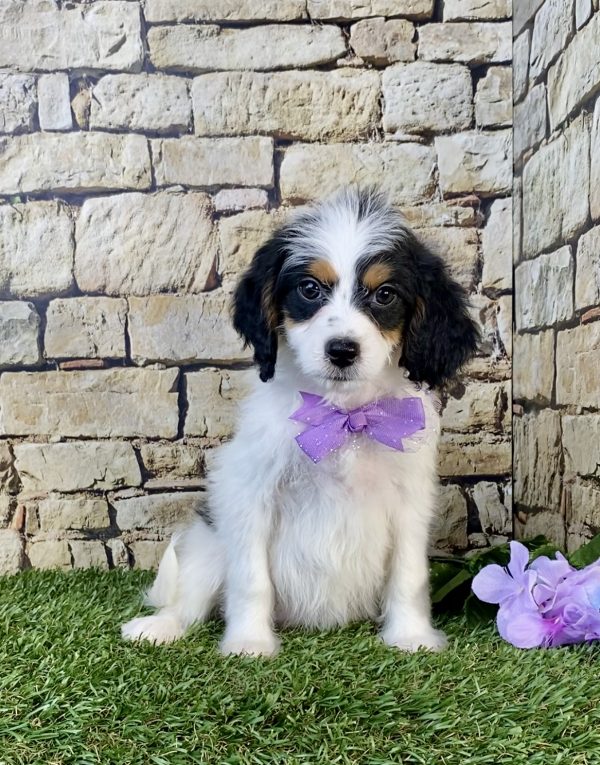 Photo of Ms. Sugar the F1B Mini-Bernedoodle puppy