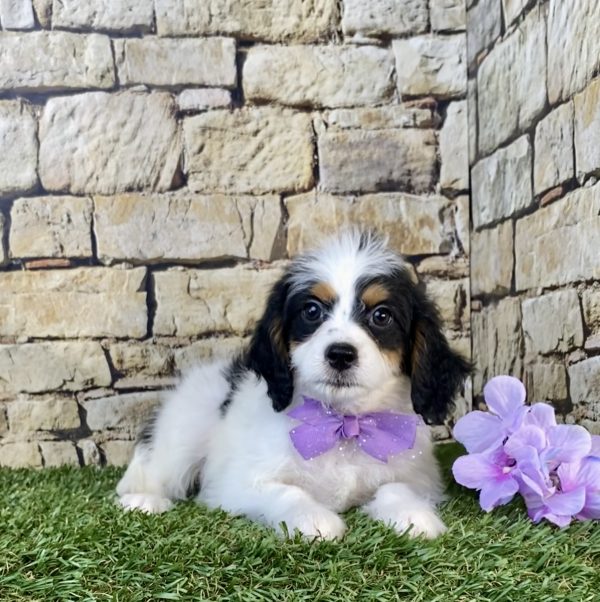 Photo of Ms. Sugar the F1B Mini-Bernedoodle puppy