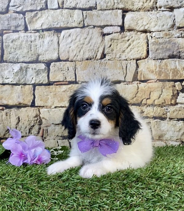 Photo of Ms. Sugar the F1B Mini-Bernedoodle puppy