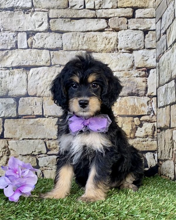 Photo of Ms. Sweetie the F1B Mini-Bernedoodle puppy