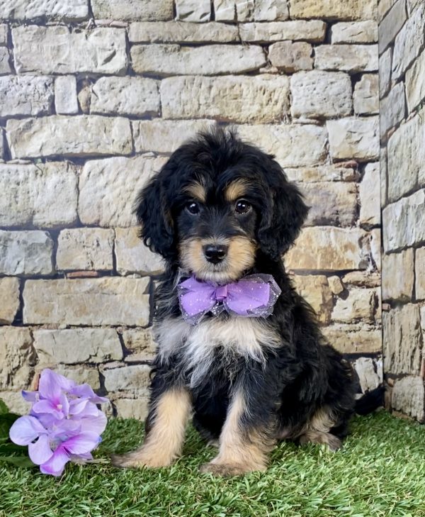 Photo of Ms. Sweetie the F1B Mini-Bernedoodle puppy