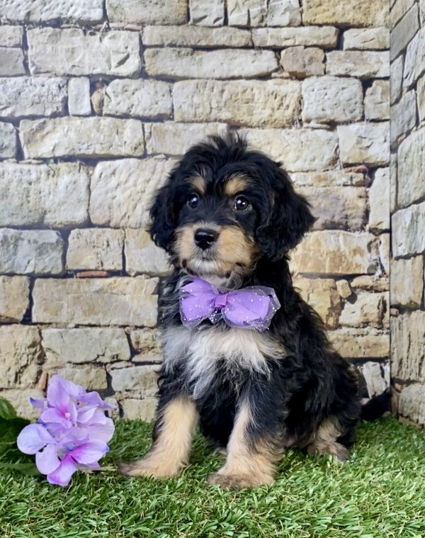 Photo of Ms. Sweetie the F1B Mini-Bernedoodle puppy