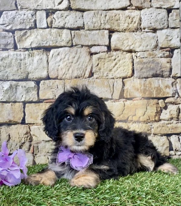 Photo of Ms. Sweetie the F1B Mini-Bernedoodle puppy