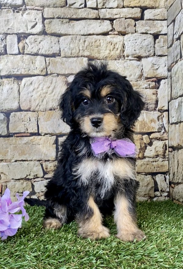 Photo of Ms. Sweetie the F1B Mini-Bernedoodle puppy