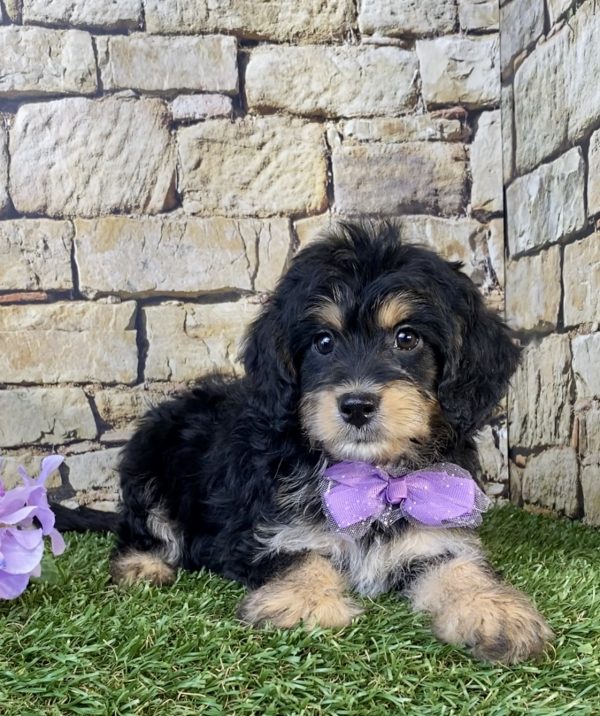 Photo of Ms. Sweetie the F1B Mini-Bernedoodle puppy