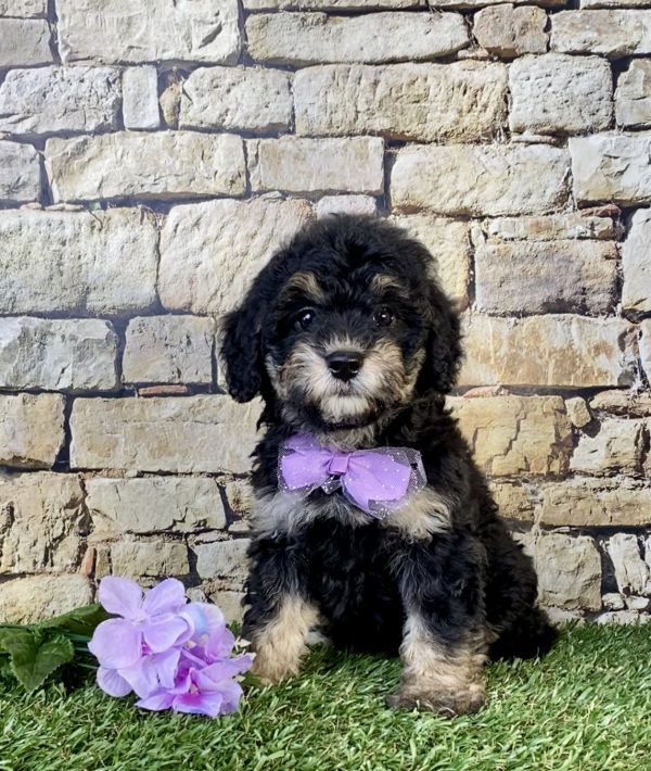 Photo of Ms. Taco the F1B Mini-Bernedoodle puppy