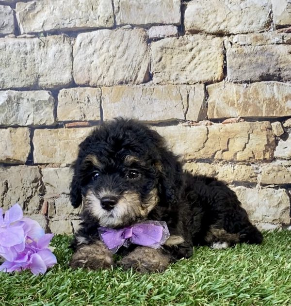 Photo of Ms. Taco the F1B Mini-Bernedoodle puppy