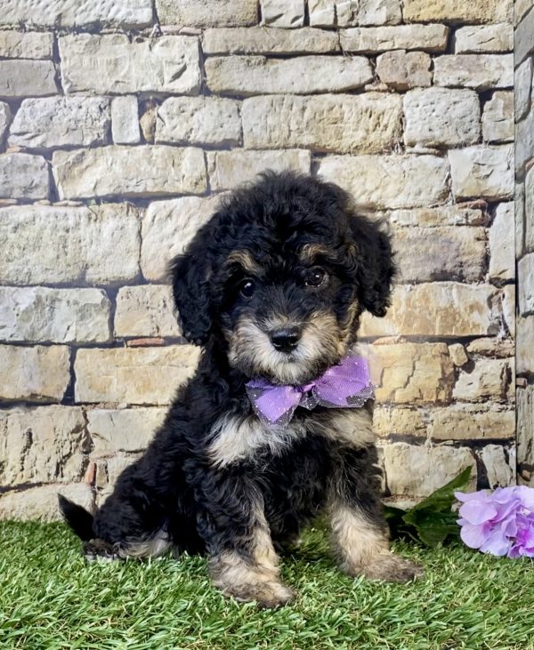 Photo of Ms. Taco the F1B Mini-Bernedoodle puppy