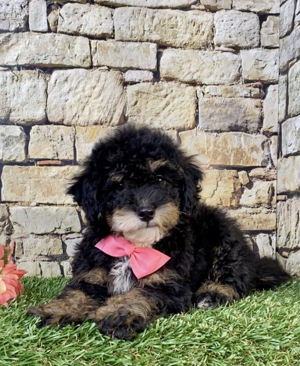 Ms. Vera the F2 Mini-Bernedoodle puppy