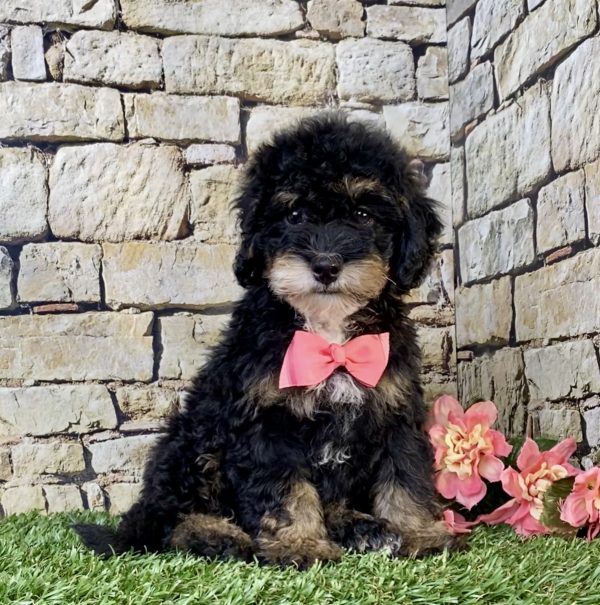 Photo of Ms. Vera the F2 Mini-Bernedoodle puppy