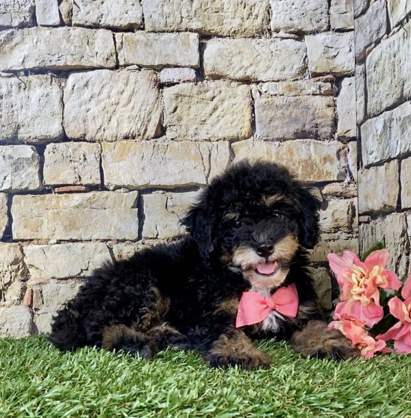 Photo of Ms. Vera the F2 Mini-Bernedoodle puppy