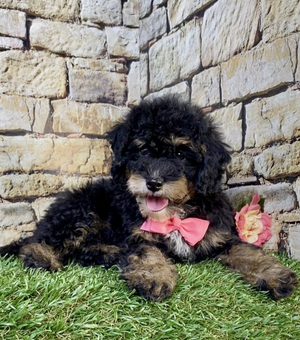 Photo of Ms. Vera the F2 Mini-Bernedoodle puppy
