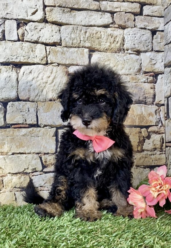 Photo of Ms. Vera the F2 Mini-Bernedoodle puppy
