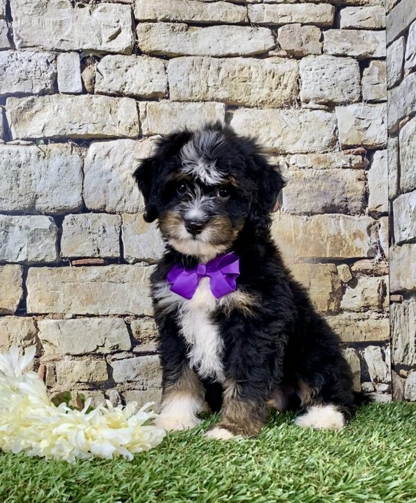 Ms. Victoria the F2 Mini-Bernedoodle puppy